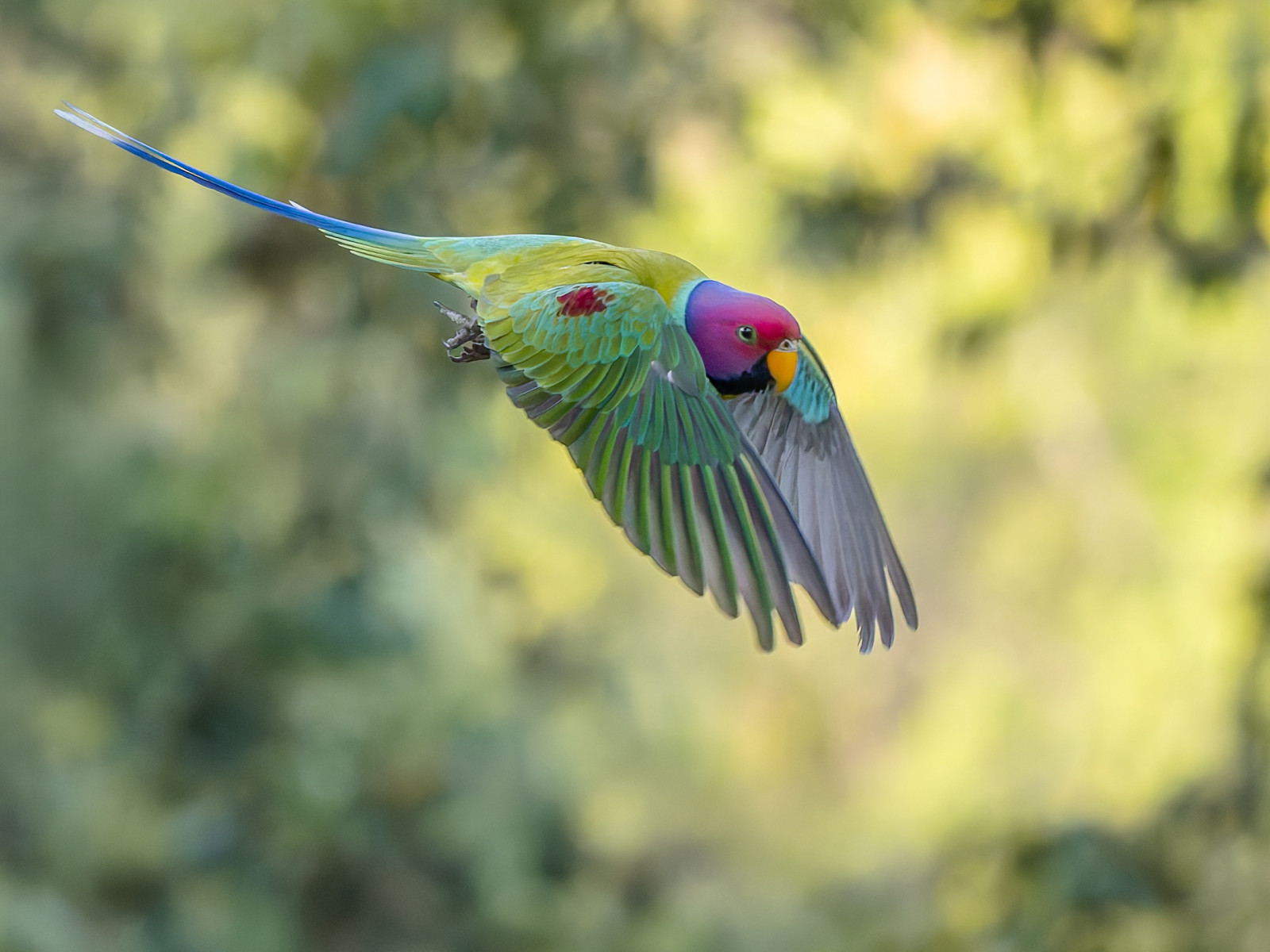 image Plum-headed Parakeet